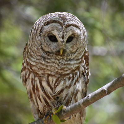 Bird of the Week: Barred Owl
