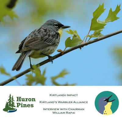 Kirtlandii Impact - Conservation Spotlight: Kirtland's Warbler Alliance