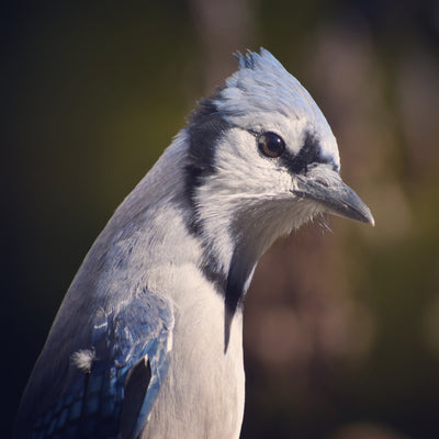 Bird of the Week: Blue Jay
