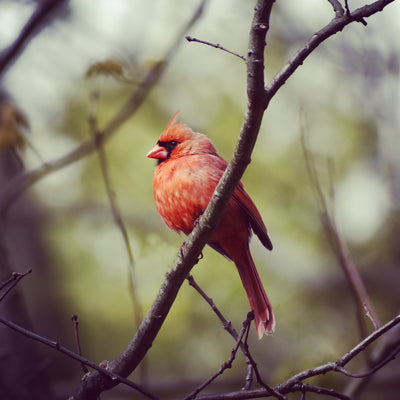 Bird of the Week: Northern Cardinal