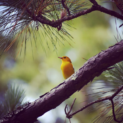 Bird of the Week: Prothonotary Warbler