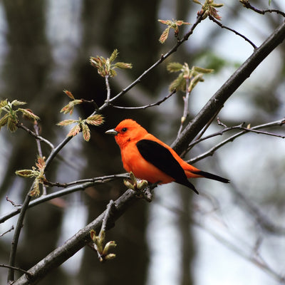 Bird of the Week: Scarlet Tanager