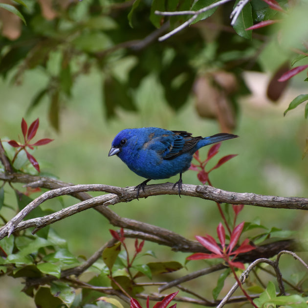 Bird of the Week: Indigo Bunting – Kirtlandii