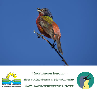 Best Places to Bird in South Carolina: Caw Caw Interpretive Center