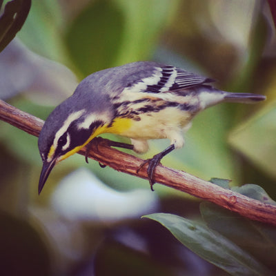 Bird of the Week: Yellow-Throated Warbler